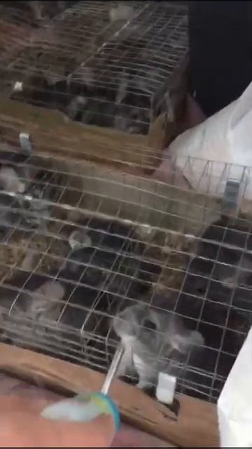 Рекомендации по перевозке шиншилл на дальние расстояния. смотреть онлайн