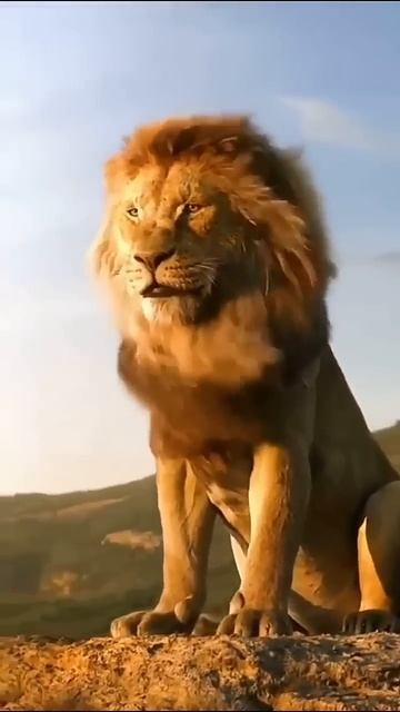 Lion Roar in Jungle Lion sound effects #shorts #lion #simba смотреть онлайн