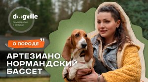 Артезиано-нормандский бассет — О породе с заводчиком и владельцами
