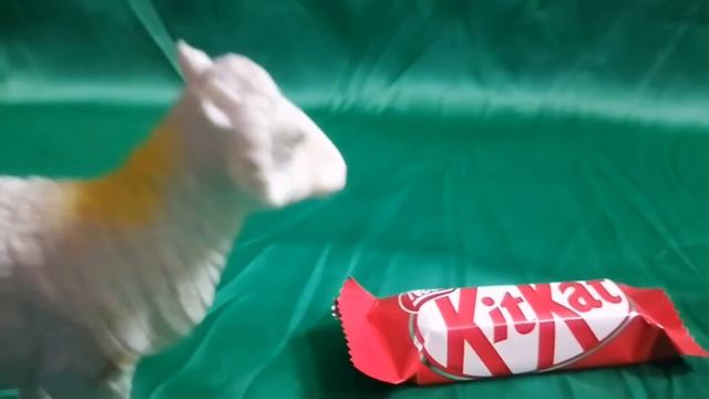 Satisfying Video I With Animal Toys | Cocomelon, Vlad and Niki, Like Nastya For Kids | Lollipops смотреть онлайн