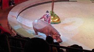 Новогоднее ТРОПИК-ШОУ. Брянск, Цирк. 2024. Ч.3