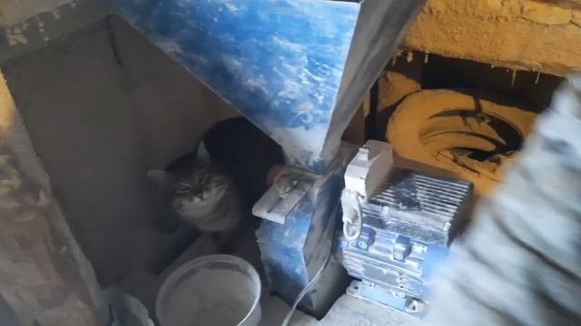 Наша зернодробилка + чем мы кормим поросят смотреть онлайн