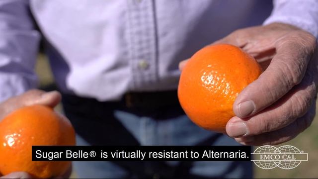 EMCO CAL - Sugar Belle® Mandarin Hybrid Variety - English Subtitle смотреть онлайн