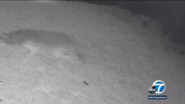 Coyote attacks beloved pet dog in Huntington Beach | ABC7 смотреть онлайн