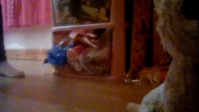 I take Olivia camera and used it for ma video guys смотреть онлайн