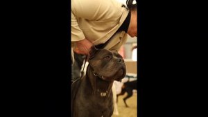 Кане-корсо Цербер выставка РКФ 22 марта 2025 года