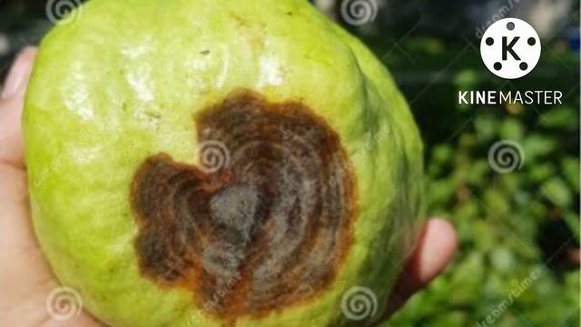 Homeopathic Management of Anthracnose disease in Mango, Guava, Pomegranate, Avacados. смотреть онлайн