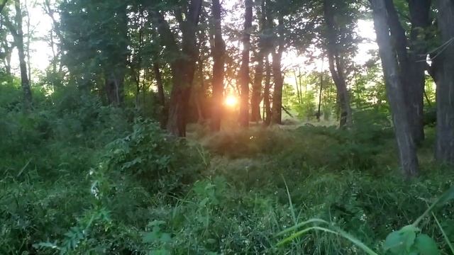 чертополох гигант смотреть онлайн