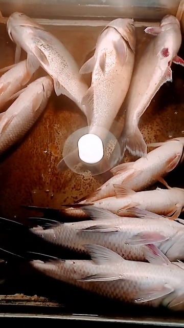 hasbi rabbi #ytshorts #viral #shorts #subhanallah #fish #bigfish #fishing