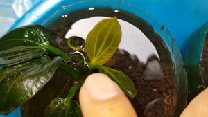 Echinodorus Iguazu 09 sau 1 tháng tách !