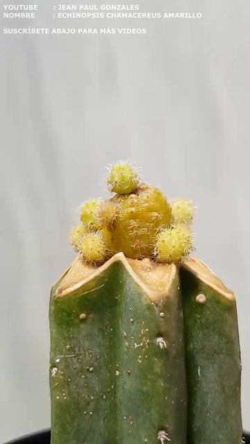 ECHINOPSIS CHAMACEREUS AMARILLO INJERTADO #shorts #cactus #suculentas #injertos смотреть онлайн