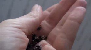 Штыревая вилка PLD2-4