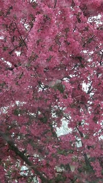 cherry blossom petals falling |  #cherryblossoms #shorts @gorgeous_red14B смотреть онлайн