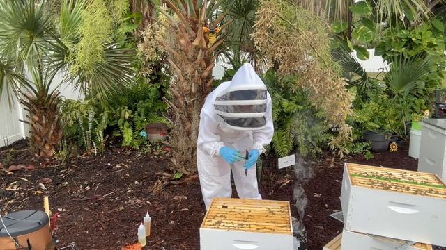 A Break in the Rain - Treating for Varroa Mites | Backyard Beekeeping in North Port, Florida смотреть онлайн