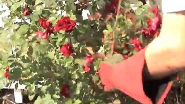 GardenersEdge.com and the 054 West County Rose Gloves смотреть онлайн