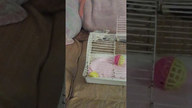 Любимые крысы смотреть онлайн