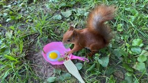 Белка завтракает со сковородки. Доброе утро!