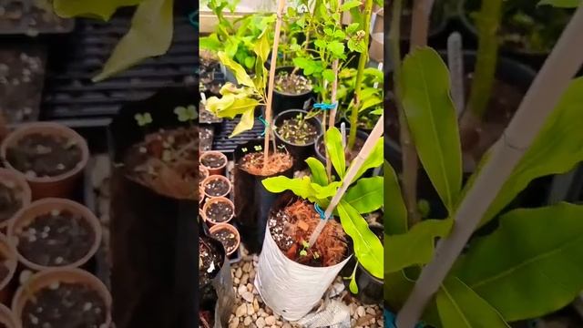 Macadamia Nut tree cutting Propagation #garden #melbourne #urbanfarming