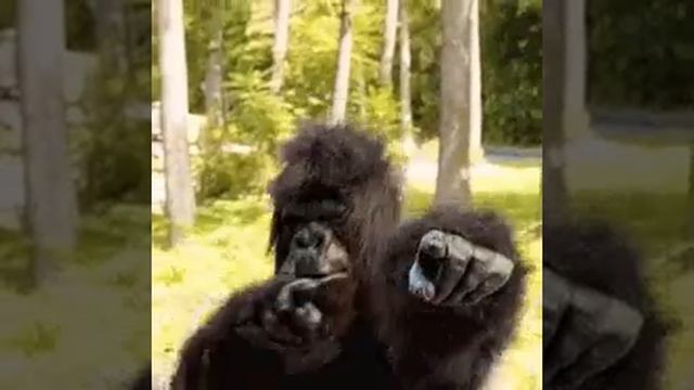 большая обезьяна показывает лайк