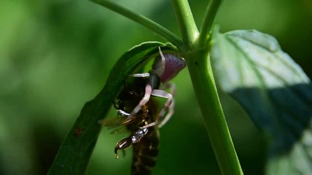 Pink crab spider (Thomisus onustus) eating a bee 2 смотреть онлайн