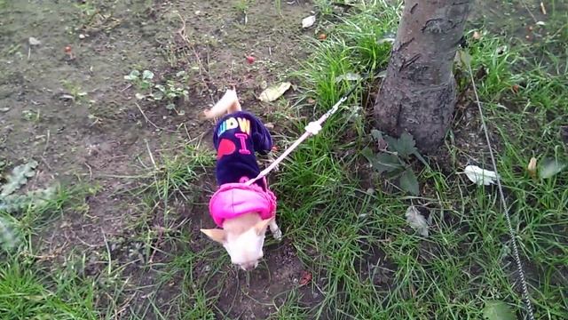 Чихуахуа Мия на прогулке, 30 сентября 2022 года. смотреть онлайн