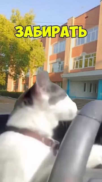 МАМА ЗНАЕТ ПРАВА #youtube #mrbeast #рекомендации #популярное #рек смотреть онлайн