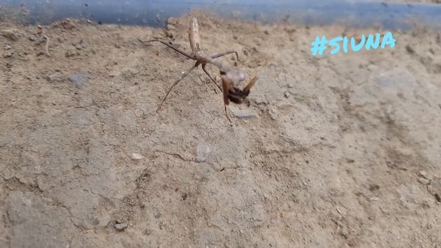 INSECTO PALO PALITO EN #SIUNA смотреть онлайн