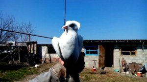 станица Ловлинская