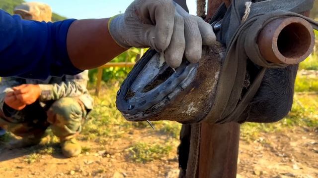 馬蹄彷彿炸裂凹凸不平影響行走師傅用傳統手藝修剪蹄子髒物後安裝馬蹄鐵手藝精湛看著解壓