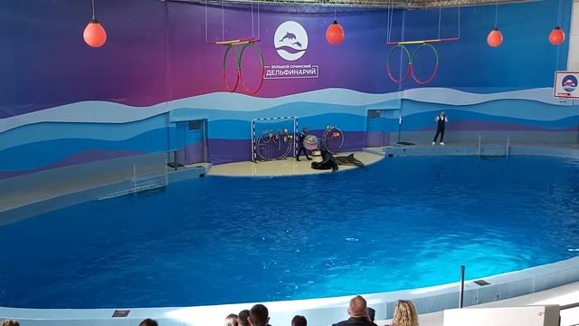 дельфинарий сочи смотреть онлайн