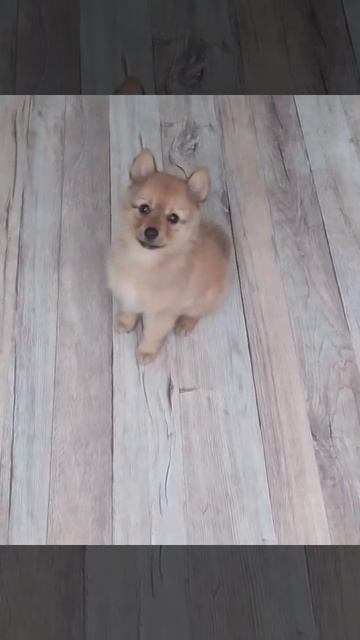 Ека освоила первые команды сидеть и голос смотреть онлайн