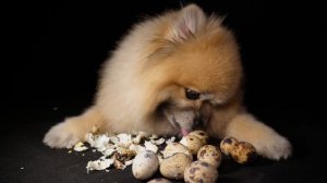 Еда на камеру!(перепелиные яйца)ASMR