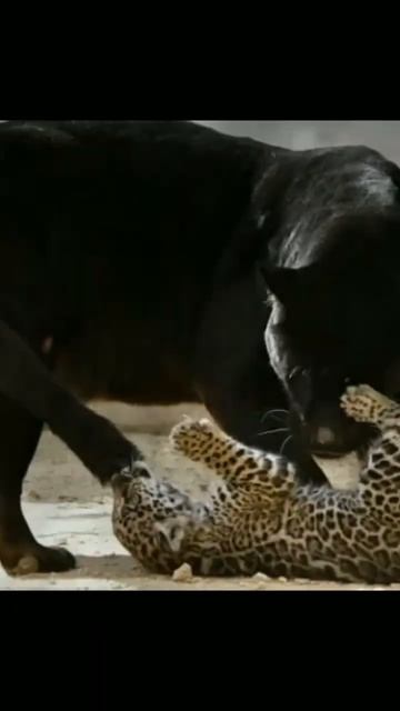A Panther Adopted an Abandoned Baby Jaguar 🐆🖤#shorts #cat #tiger #viral #trending#animals #panthers смотреть онлайн