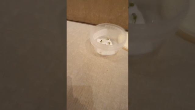 как посадить мандарин у себя дома без земли смотреть онлайн