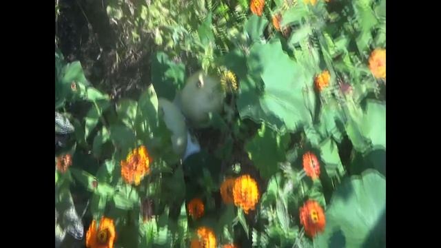 Garden Ramblings/Picking Tomatoes and Admiring Zinnias смотреть онлайн