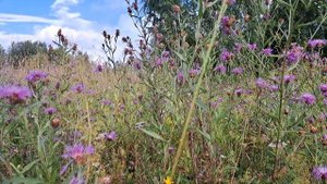 Бодяк полевой в марийской медицине