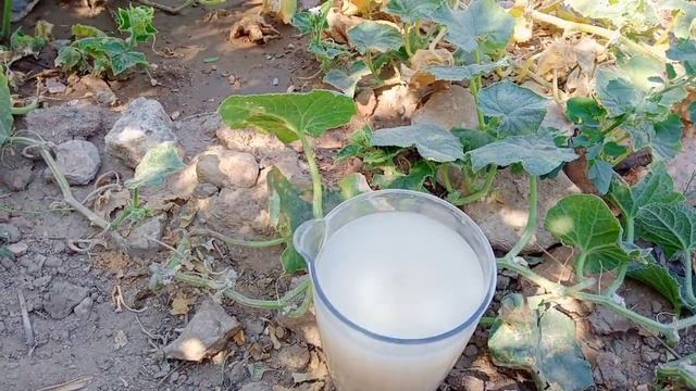 Salatalıklarımızı ve diğer bitkilerimizi kuru maya ile hayata döndürelim 