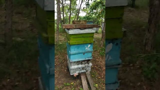 2020 г. Кочевая пасека , главный взяток