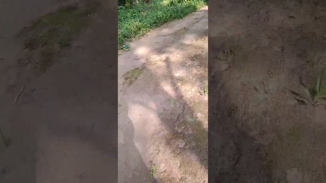 Bisarang bol gadoe kusi ongtokenga 😂 смотреть онлайн