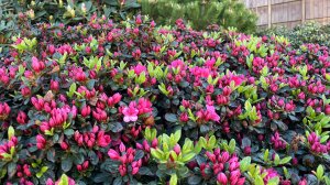 👍🌺Буйство красок 2025 Парк Галицкого Японский сад.