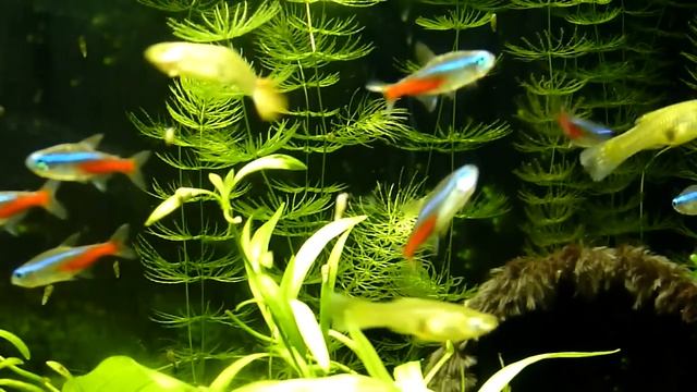 Fresh water tank - Süßwasser Aquarium superklein смотреть онлайн
