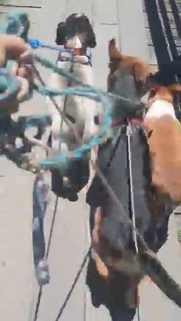 3 псяки на поводке - это тяжело! смотреть онлайн