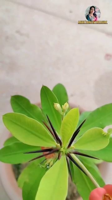 mini euphorbia milli start blooming #shorts #ytshorts #anitasgreentreasure смотреть онлайн