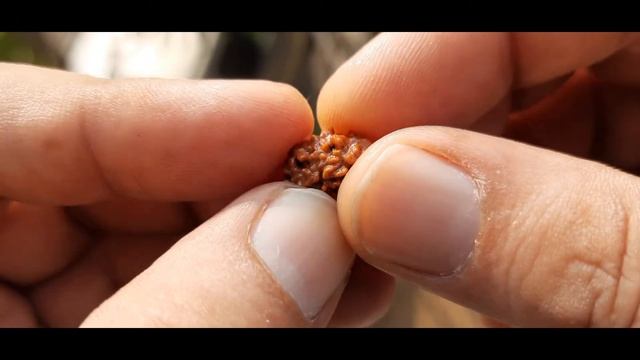 Buy Original Nepali 2 Mukhi Rudraksha (14.20 mm) # 0278
