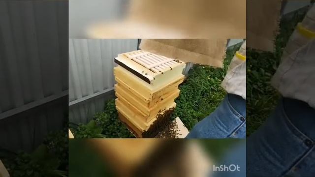 Привился рой на черешню. Снимаем его ведром. смотреть онлайн