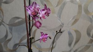 Орхидея безымяшка покидает меня 🤗🤗🤗