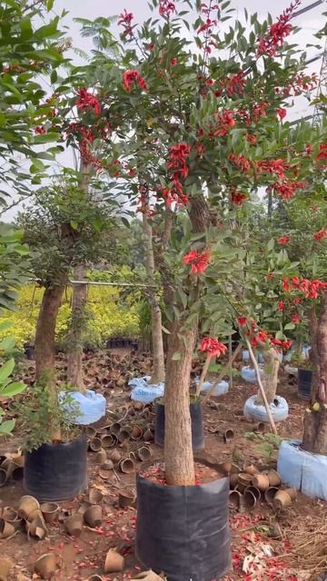 Erythrina crista-galli cockspur coral tree #shorts смотреть онлайн