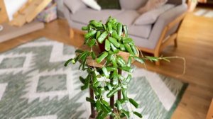 Hoya Rotundiflora