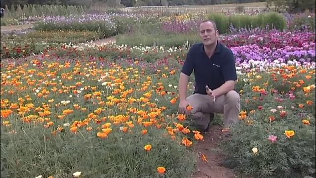 See our hardy annuals trial at Mr Fothergill's смотреть онлайн