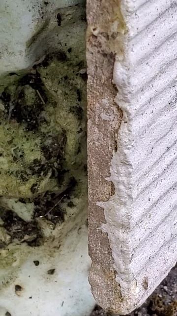 Eastside Extermination sugar ants exterminators смотреть онлайн